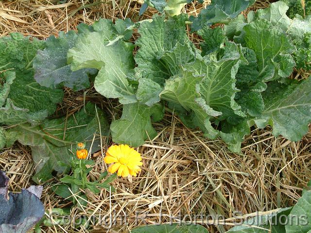 Companion plantingCabbageand calendula